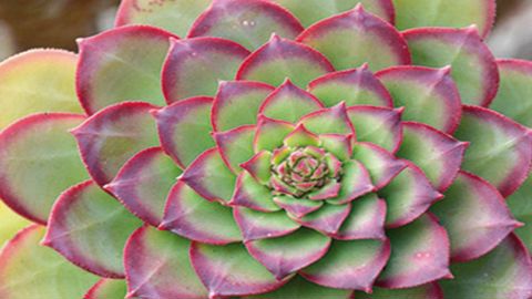 En trente ans, 189 collections nationales ont été labellisées par le CCVS. 166 ont été agréées dans l’ensemble du territoire. ©CCVS